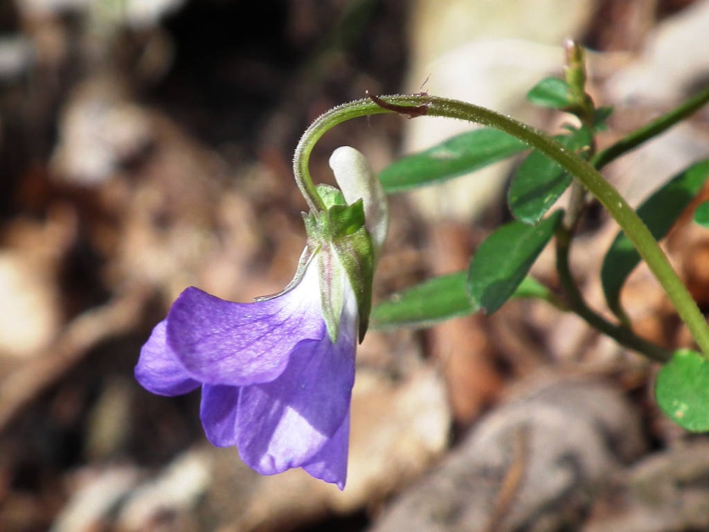 Viola riviniana Rchb. / Viola di Rivinus
